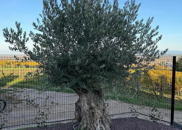 L'ecrin D'anne Et Stephane - Vue Sur Strasbourg * Bischoffsheim